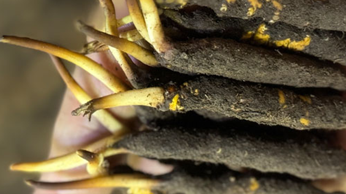 冬蟲夏草泡水喝，一次泡幾根最合適？