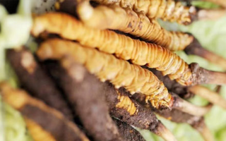 正宗冬蟲夏草多少錢一克？深度價(jià)格解析