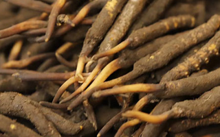 冬蟲夏草可以提高男性功能嗎？科學(xué)解析來了