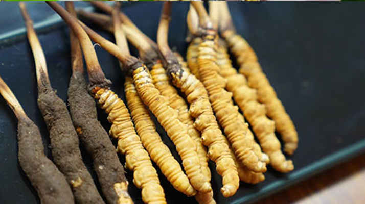 冬蟲夏草干品與鮮品大比拼：誰更勝一籌？