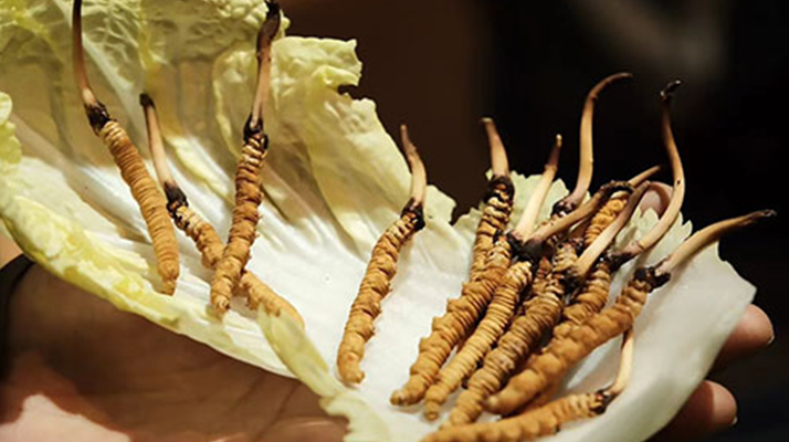 冬蟲夏草為何鮮的好?深度解析鮮蟲草的獨特優(yōu)勢