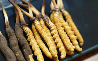 冬蟲夏草干品與鮮品大比拼：誰更勝一籌？