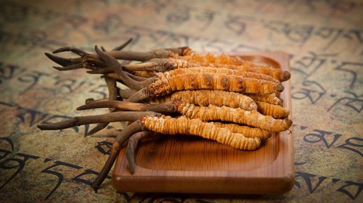 冬蟲夏草鮮草會上火嗎？科學(xué)解讀其食用特性