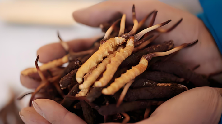 冬蟲夏草鮮草幾月份采挖？產(chǎn)地與時(shí)節(jié)的奧秘