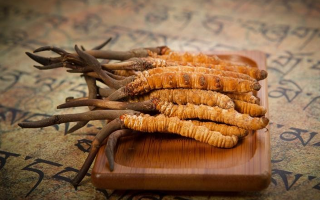 冬蟲夏草鮮草會上火嗎？科學(xué)解讀其食用特性