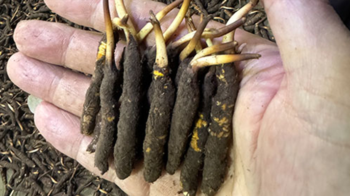 尋草之旅：踏上尋找<a href=http://www.jasw8.com/xinxian/ target=_blank class=infotextkey>新<a href=http://www.jasw8.com/xinxian/ target=_blank class=infotextkey>鮮冬蟲(chóng)夏草</a></a>的征程