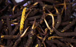 吃新鮮冬蟲夏草會過敏嗎？一文為你揭秘