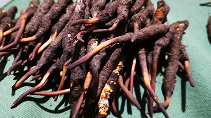 新鮮冬蟲夏草哪里買？全渠道選購指南