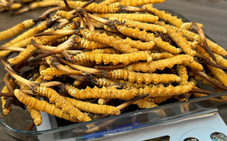 冬蟲夏草鮮草收購(gòu)價(jià)格解析：影響因素與市場(chǎng)動(dòng)態(tài)