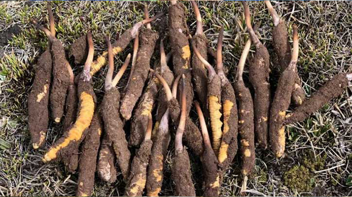 新鮮冬蟲(chóng)夏草保存全攻略:鎖住營(yíng)養(yǎng)與品質(zhì)