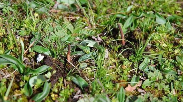 那曲鮮草最后 3 天倒計時：錯過再等一年的雪域珍饈