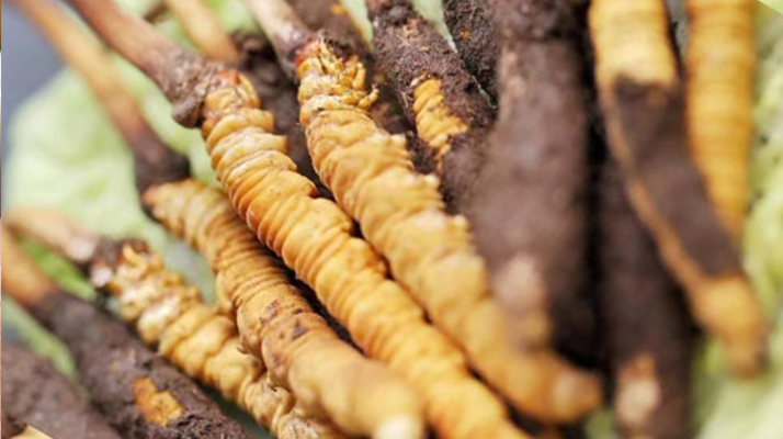 鮮冬蟲夏草哪個尺寸最好？一文讀懂，不再糾結(jié)