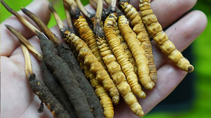 鮮冬蟲(chóng)夏草如何打粉末保存?實(shí)用指南來(lái)了