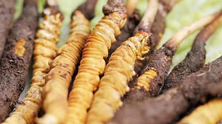 鮮冬蟲(chóng)夏草能存放多久？科學(xué)保存指南來(lái)了