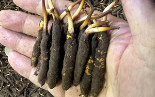 3000 條蟲草一克是幾只？深入解析蟲草規(guī)格與重量關(guān)系? ? ? ?