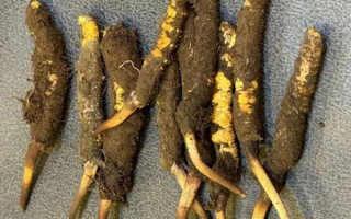 野生冬蟲夏草一斤多少錢？多維度價(jià)格解析