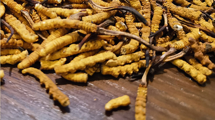 斷的冬蟲夏草有效果嗎？一文揭開真相