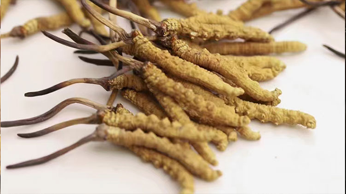 冬蟲夏草的產(chǎn)地是哪里