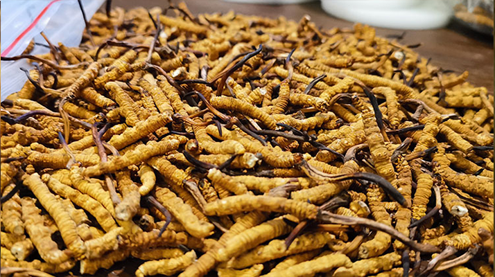 野生冬蟲夏草價格多少一克