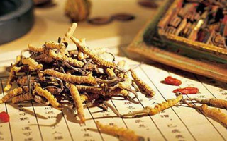 野生冬蟲夏草：功效與真相的辯證審視