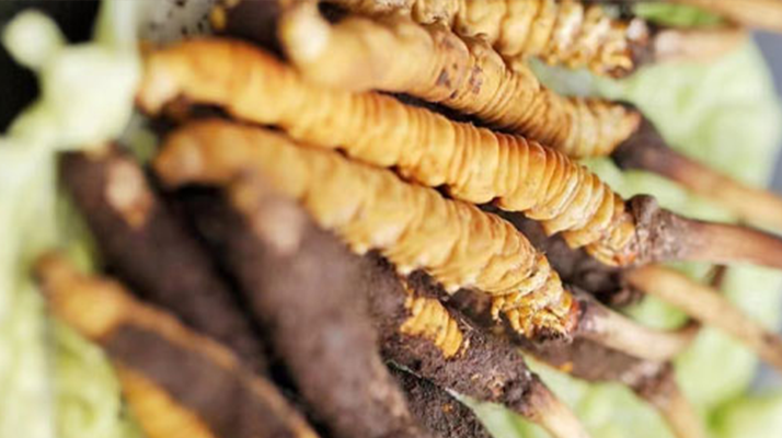 什么季節(jié)挖<a href=http://www.jasw8.com/xinxian/ target=_blank class=infotextkey>新<a href=http://www.jasw8.com/xinxian/ target=_blank class=infotextkey>鮮冬蟲夏草</a></a>？把握黃金采挖期