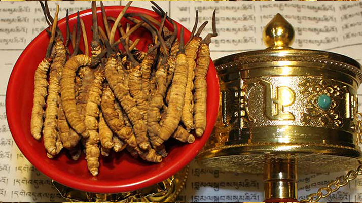 <a href=http://www.jasw8.com/gongxiao/ target=_blank class=infotextkey><a href=http://www.jasw8.com/gongxiao/ target=_blank class=infotextkey><a href=http://www.jasw8.com/yangsheng/ target=_blank class=infotextkey>冬蟲夏草的功效</a></a></a>解析:傳統(tǒng)珍寶的現(xiàn)代價值