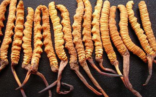 純野生冬蟲(chóng)夏草價(jià)格解析：稀缺背后的價(jià)值密碼