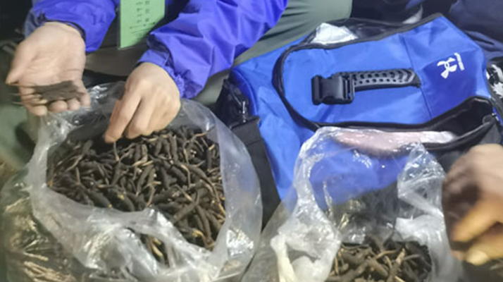 <a href=http://www.jasw8.com/xinxian/ target=_blank class=infotextkey>新<a href=http://www.jasw8.com/xinxian/ target=_blank class=infotextkey>鮮冬蟲(chóng)夏草</a></a>的正確食用指南