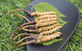 新鮮松茸冬蟲夏草怎么吃？滋補(bǔ)雙珍的美味搭配指南