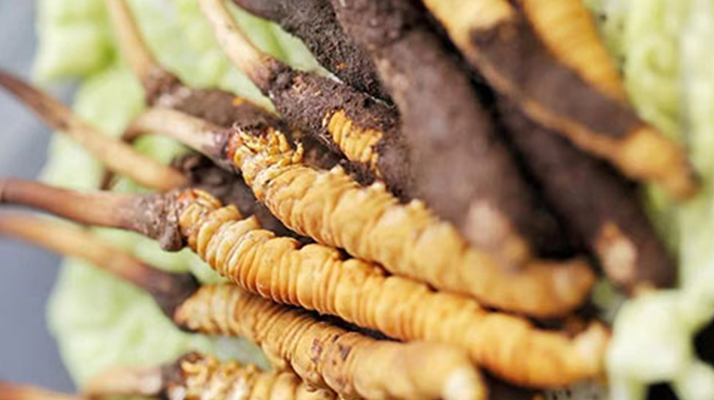 鮮享蟲草：家常烹飪中的滋補秘訣