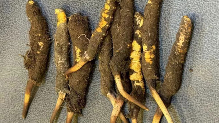 冬蟲夏草老人服用指南:科學(xué)方法與健康養(yǎng)護(hù)