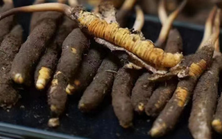 冬蟲夏草適合哪些人群？精準(zhǔn)滋補(bǔ)指南