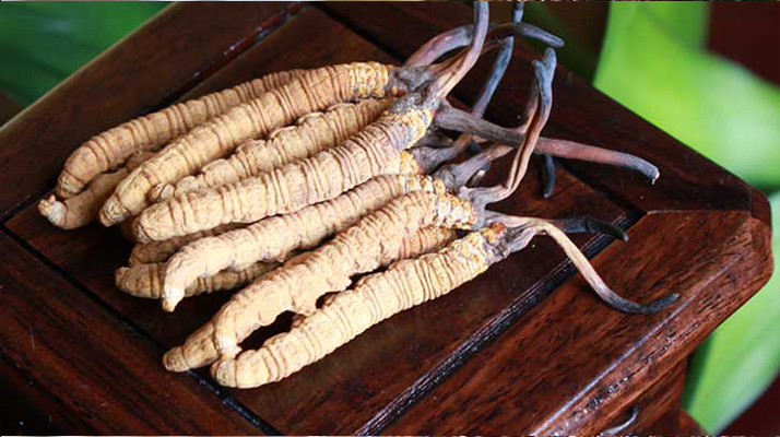 冬蟲夏草與孩子:科學看待兒童滋補的正確方式