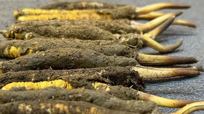 一根鮮<a href=http://www.jasw8.com/jiage/ target=_blank class=infotextkey>冬蟲夏草多少錢</a>？影響價(jià)格的核心因素解析