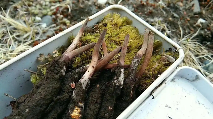 鮮冬蟲夏草好壞鑒別指南：6 大核心挑選技巧