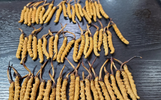 冬蟲夏草：價(jià)值光環(huán)下的真相與爭(zhēng)議