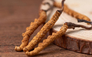 吃冬蟲(chóng)夏草的好處有哪些？科學(xué)解讀這株"雪山黃金"的養(yǎng)生價(jià)值