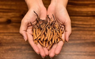 去哪里買真冬蟲夏草？揭秘正品蟲草的可靠購(gòu)買渠道