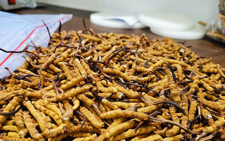 普通冬蟲(chóng)夏草多少錢一斤？?jī)r(jià)格背后的品質(zhì)密碼