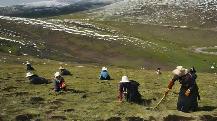 西藏鮮冬蟲夏草<a href=http://www.jasw8.com/ target=_blank class=infotextkey><a href=http://www.jasw8.com/s/nqcc/ target=_blank class=infotextkey>那曲蟲草</a></a>