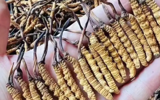 冬蟲夏草價(jià)格解析：一斤究竟多少錢？