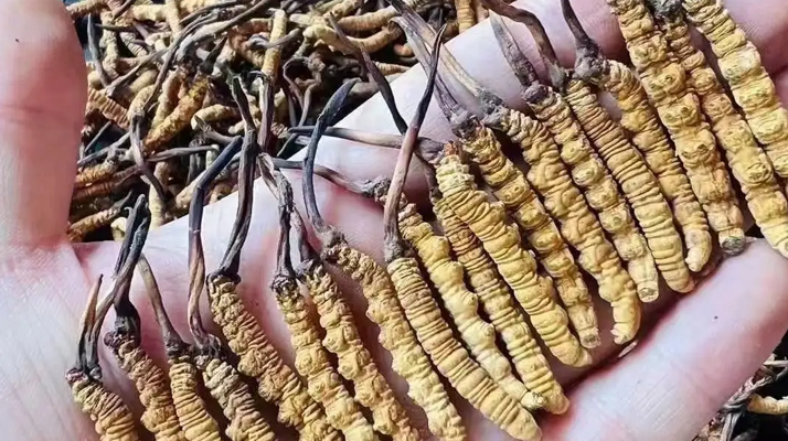 如何鑒別冬蟲(chóng)夏草生藥學(xué)