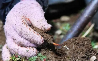 冬蟲夏草幾月采摘最好