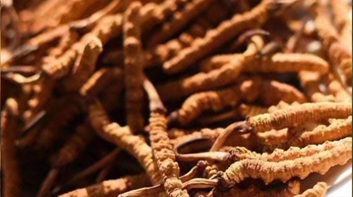 野生<a href=http://www.jasw8.com/jiage/ target=_blank class=infotextkey>冬蟲(chóng)夏草多少錢(qián)</a>一克