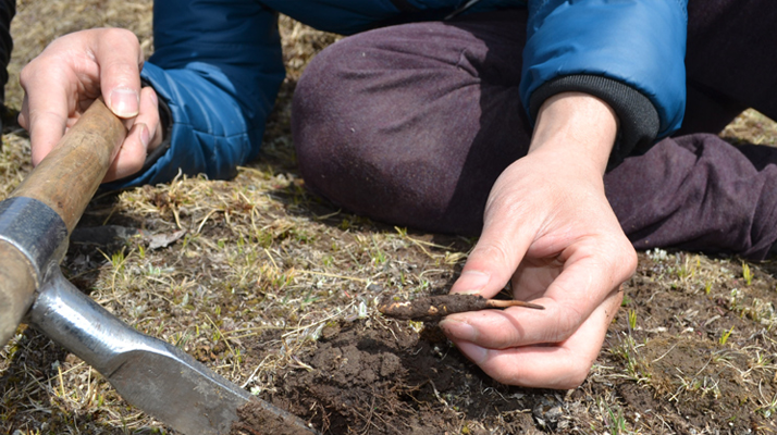 怎樣鑒別<a href=http://www.jasw8.com/tag/6.html target=_blank class=infotextkey>冬蟲(chóng)夏草的產(chǎn)地</a>