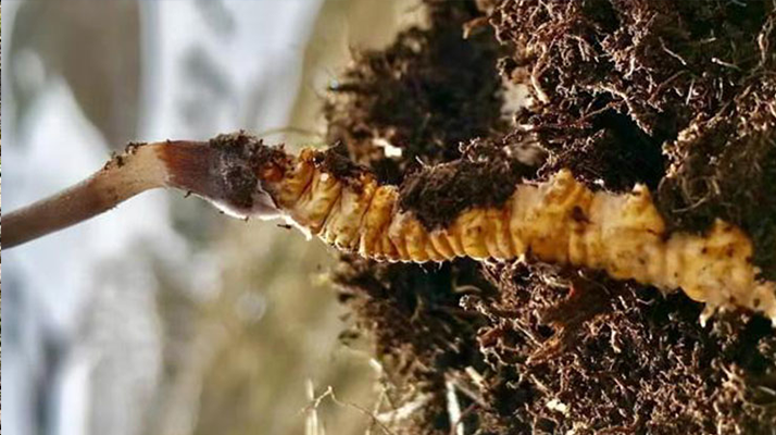 <a href=http://www.jasw8.com/xinxian/ target=_blank class=infotextkey>新<a href=http://www.jasw8.com/xinxian/ target=_blank class=infotextkey>鮮冬蟲夏草</a></a>何時(shí)采摘