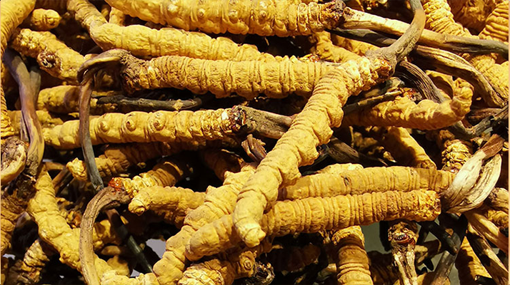 如何買正宗的冬蟲(chóng)夏草