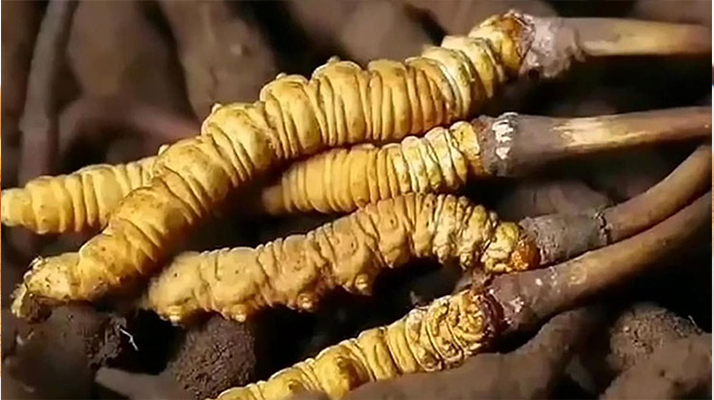 <a href=http://www.jasw8.com/ target=_blank class=infotextkey><a href=http://www.jasw8.com/s/nqcc/ target=_blank class=infotextkey>那曲蟲草</a></a>展銷會暨巴青采集體驗活動啟幕