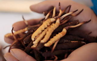 鮮冬蟲(chóng)夏草保質(zhì)期多少天