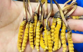 到哪里買新鮮的冬蟲夏草：靠譜渠道與選購指南